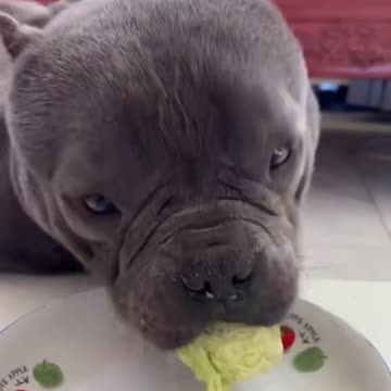 Exclusive Meal Time: A Dog's Perfect Happiness