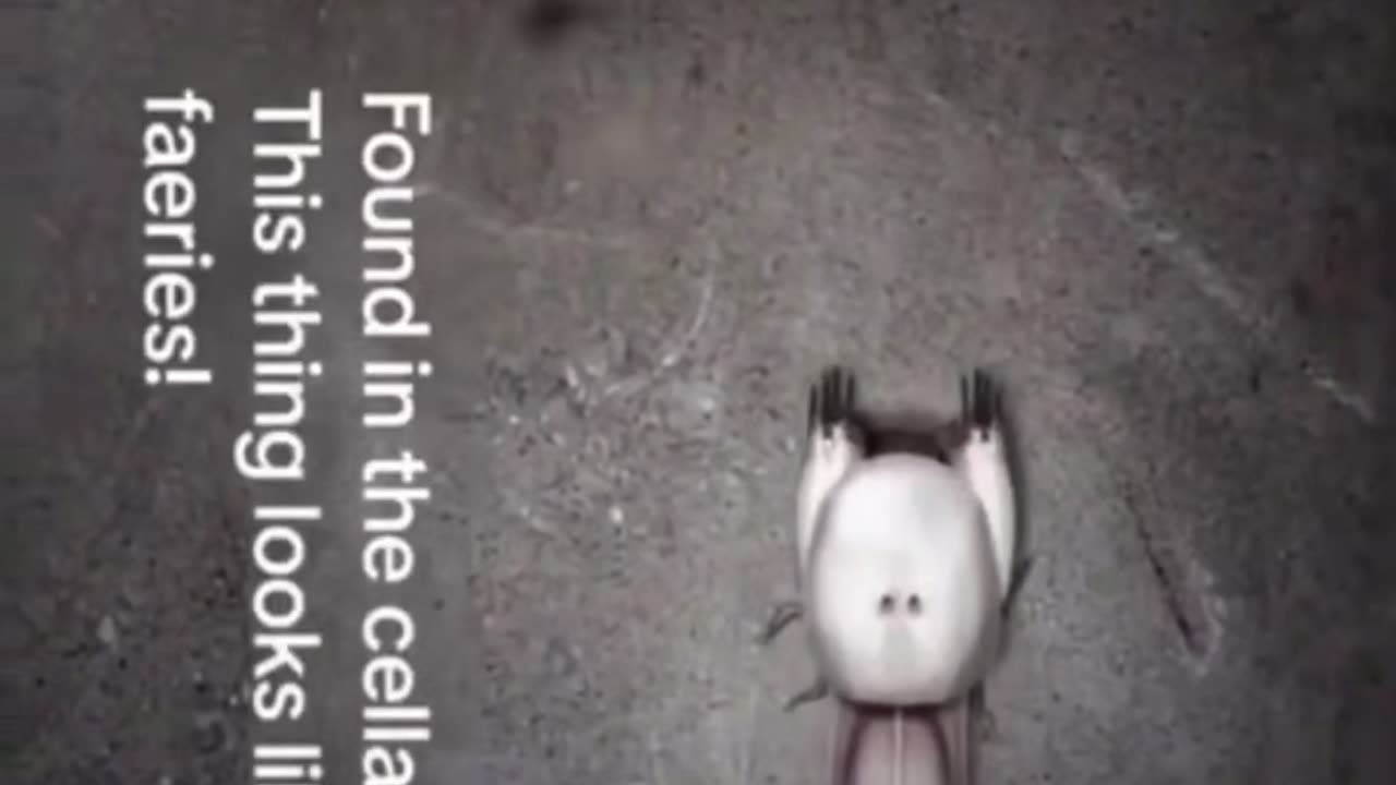 Strangest things caught on camera