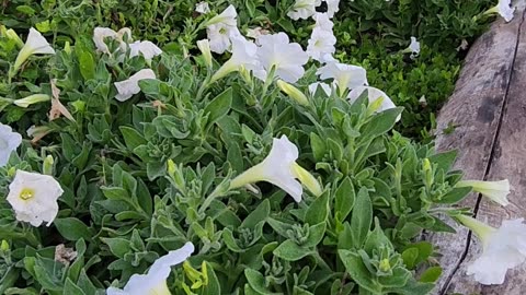 Sunrise on White Petunias