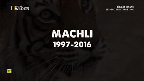 Documental 2 Machli La tigresa más famosa del mundo