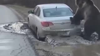Bear helped stranded driver get home safely