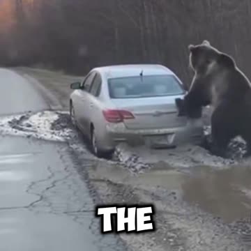 Bear helped stranded driver get home safely