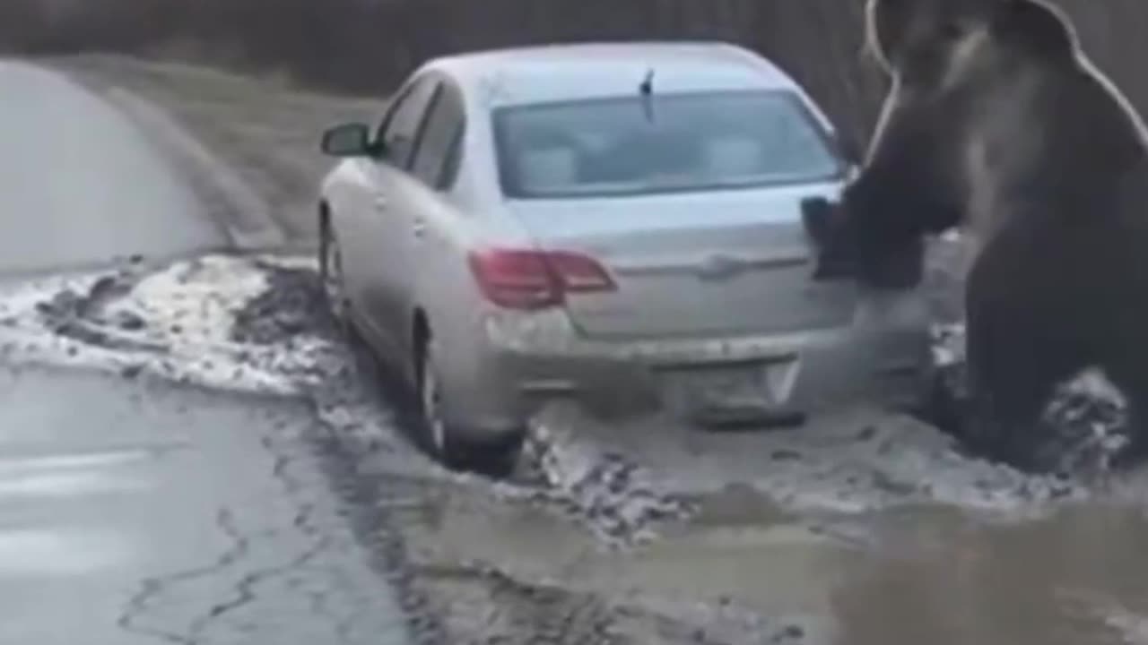 Bear helped stranded driver get home safely