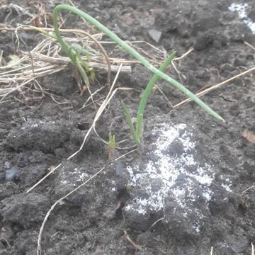 Green onions in the snow