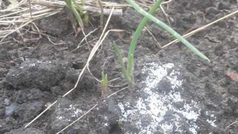 Green onions in the snow