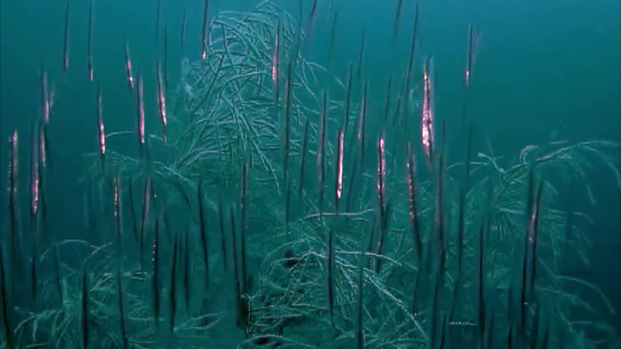 Indonesia - Glimpses of Muck Diving in Bitung