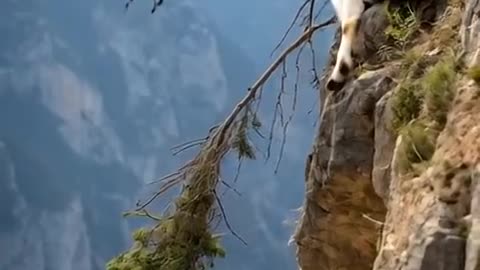 Goat took wrong step into valley | Fatal Fall | Drone footage| Mysterious land