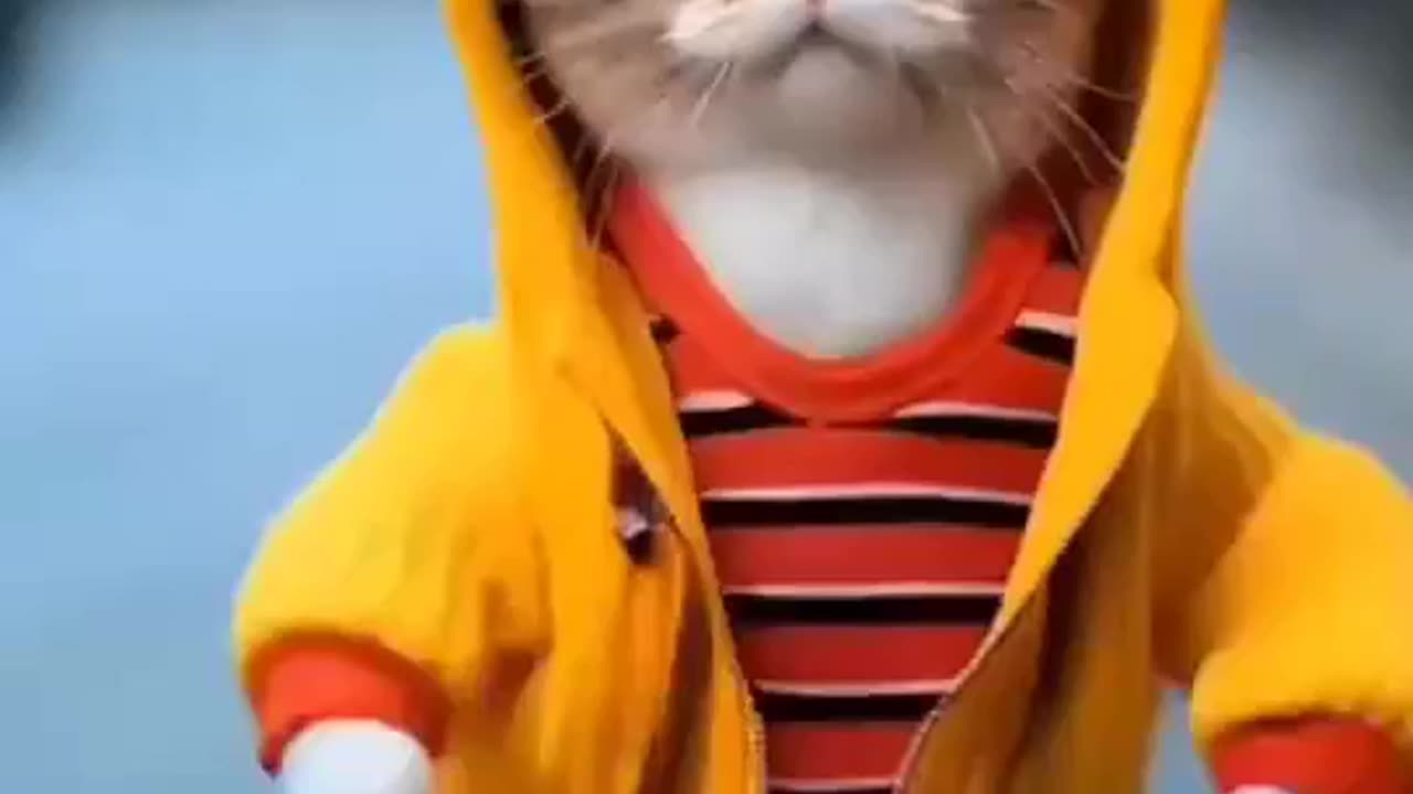 🐈🔥 Hip-Hop Cats Return! Volume 2 of Viral Dance Magic!