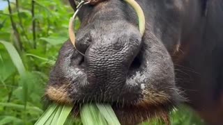 😂🐾 You Won't Believe What Happens While Just Eating! | FunFM