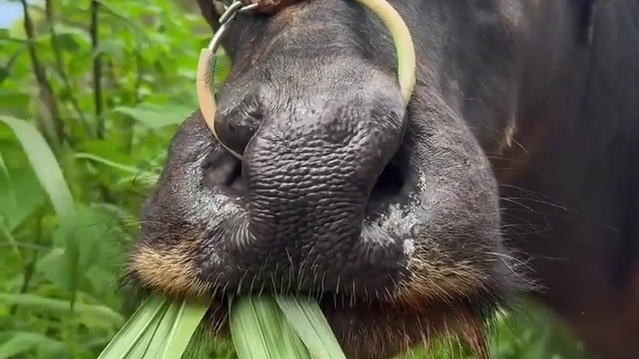 😂🐾 You Won't Believe What Happens While Just Eating! | FunFM