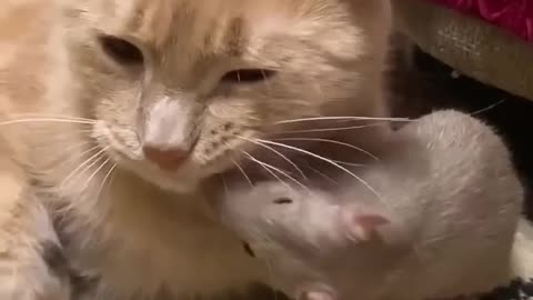 Tom and jerry reunion