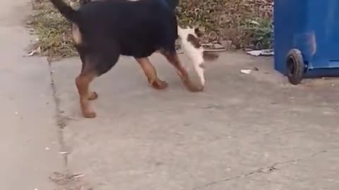 The big dog is laughing beside.🐶😹