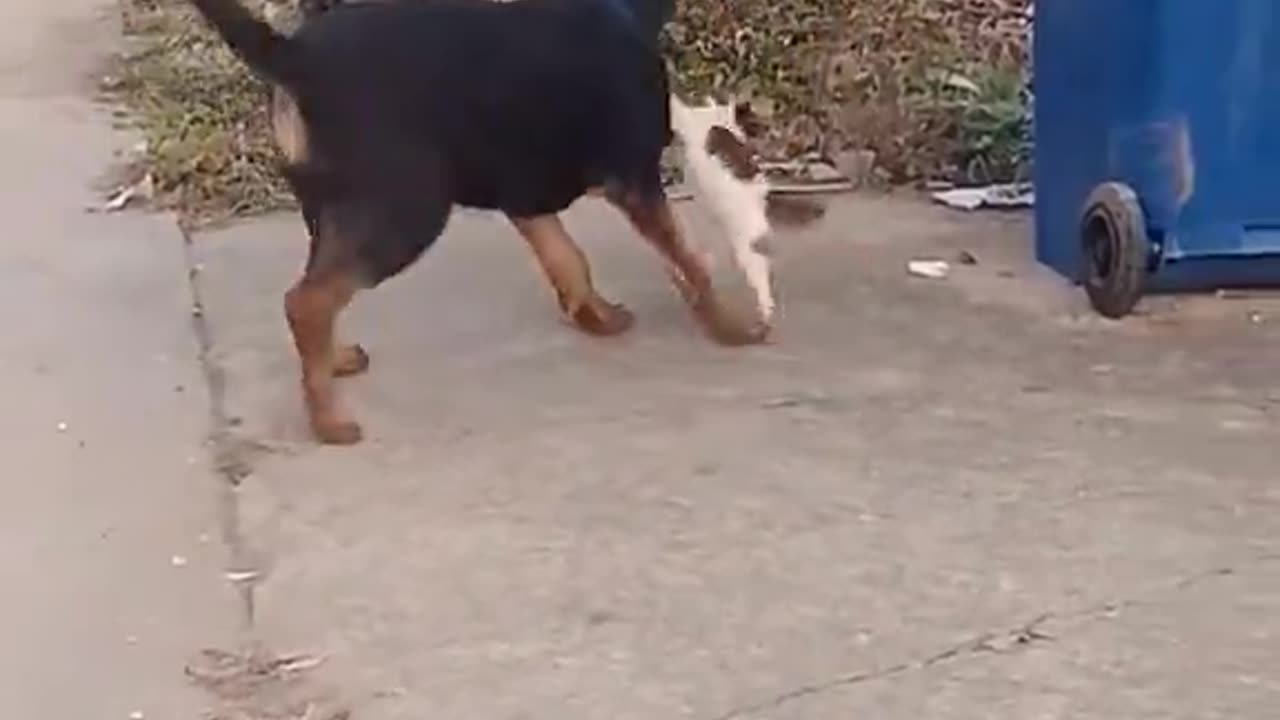 The big dog is laughing beside.🐶😹