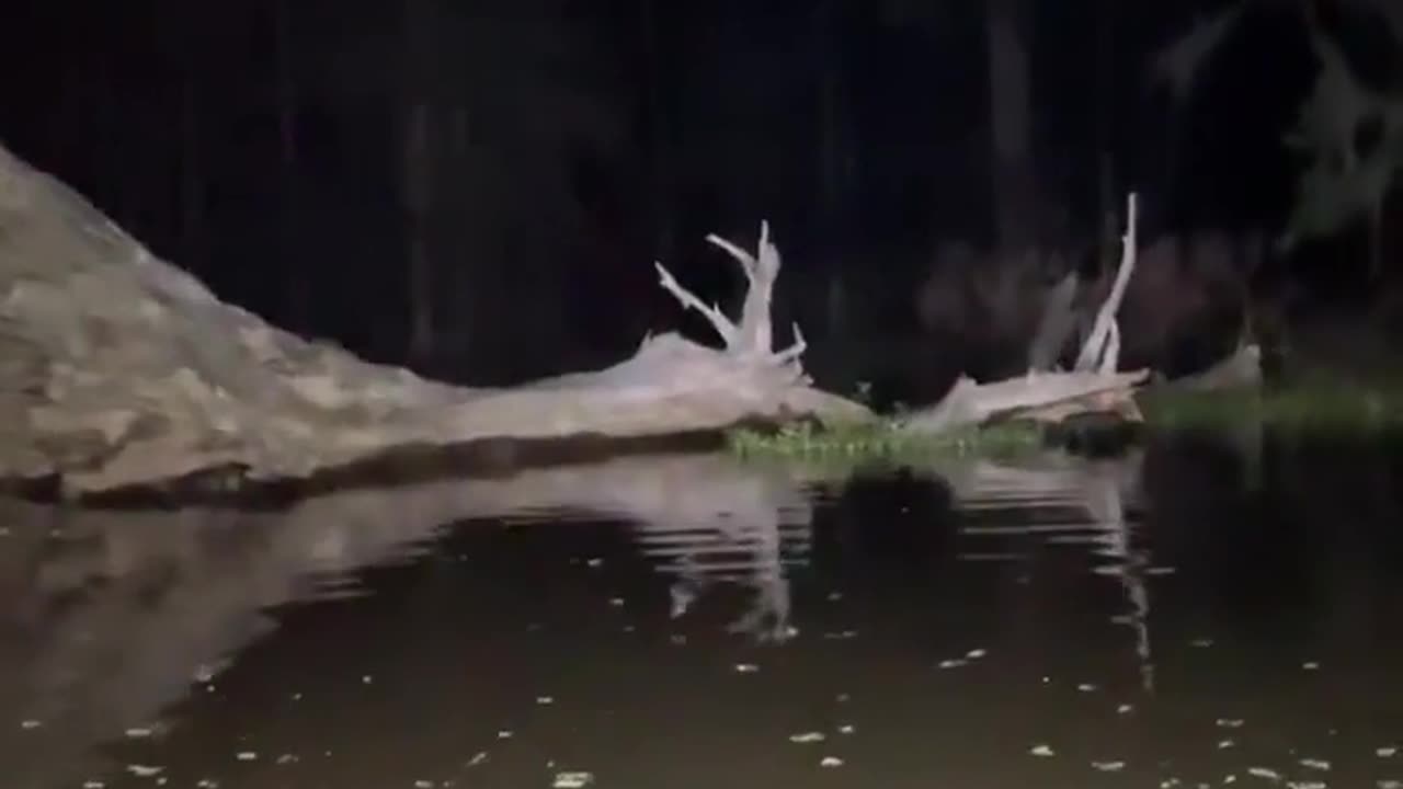 🤯✨ The Enchanting Sound of Swamp Bells You Have to Hear! | FeedMyCuriosity