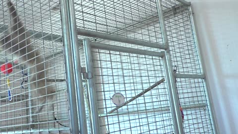 Monty is interested in the locks upon window