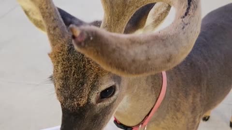 Chase About to Loose His Velvet