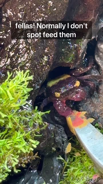 Spot Feeding My Vampire Crabs!