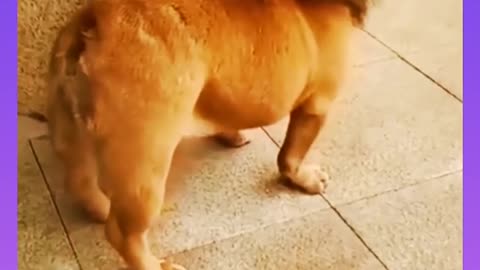 funny video dog vs lion