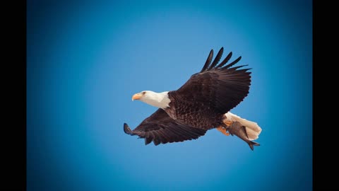 The Path of the Eagle