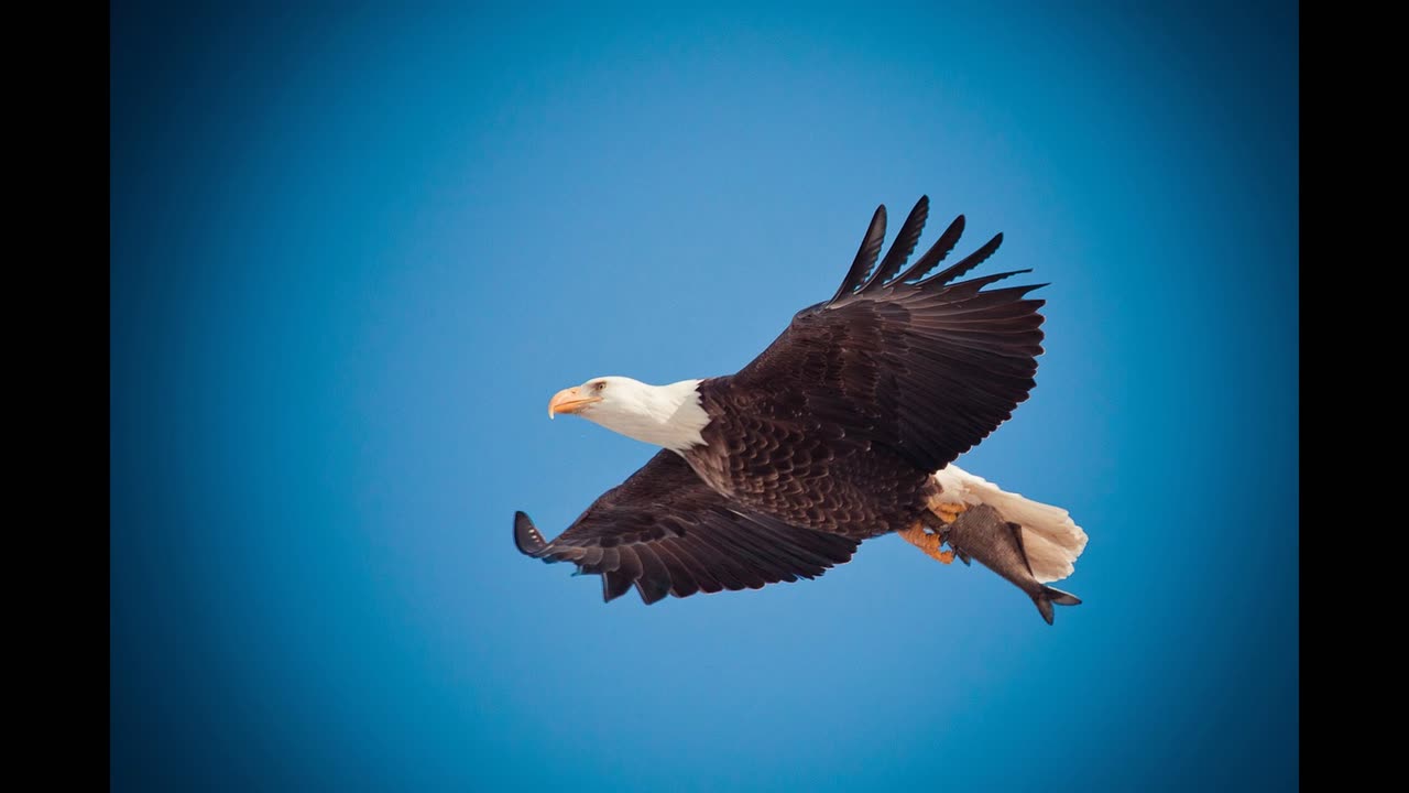 The Path of the Eagle