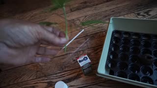 My First Cannabis Clone