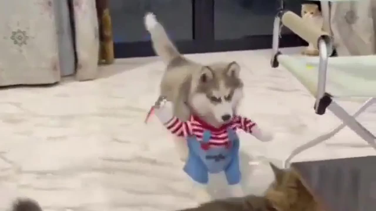 🐺🎭 This Husky Really Gets Into Character | FunFM