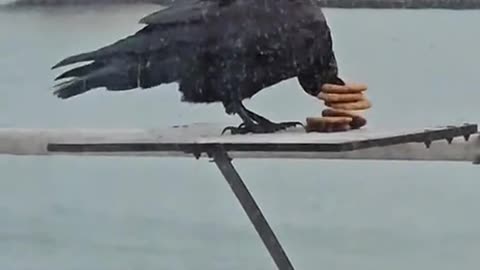 Me stuffing everything in one bag to avoid paying for second bag