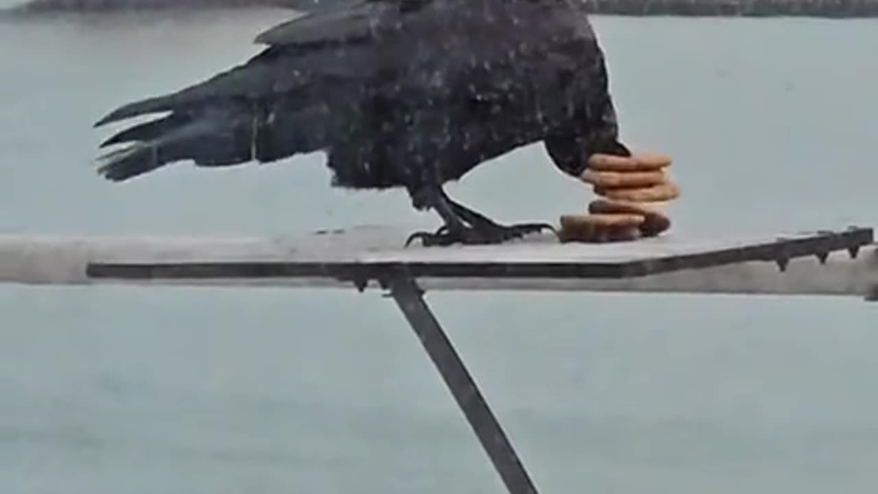 Me stuffing everything in one bag to avoid paying for second bag