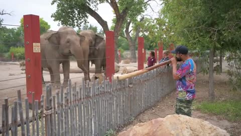 Elephants joyfully react to didgeridoo performance - ABQ BioPark Zoo