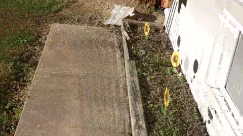 Panasonic Lumix G85 Video Test