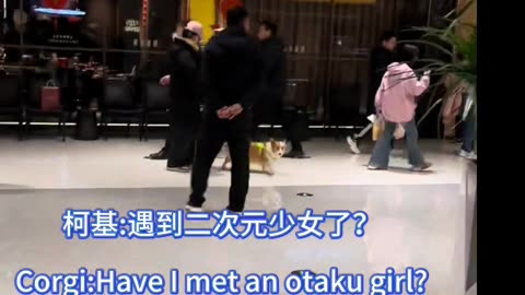 Corgi ：Have I met an otaku girl?