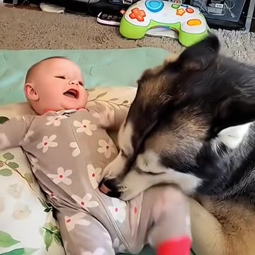 funny stories about baby and dogs