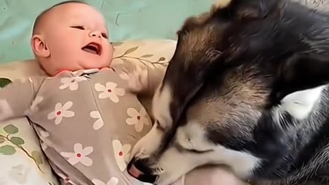 funny stories about baby and dogs