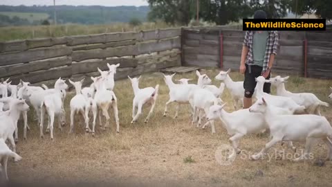 10 SHOCKING Goat Secrets You’ve NEVER Heard | Animal Planet Wildlife Documentary