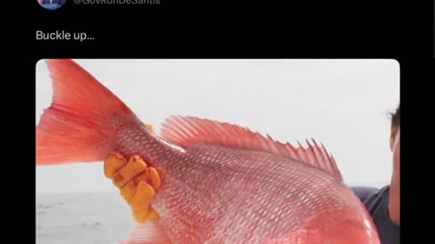 Man In The Box - Country Cover