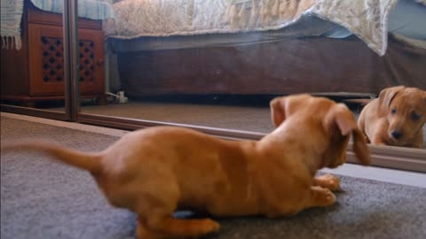 A Dog Fights with His Reflection in the Mirror