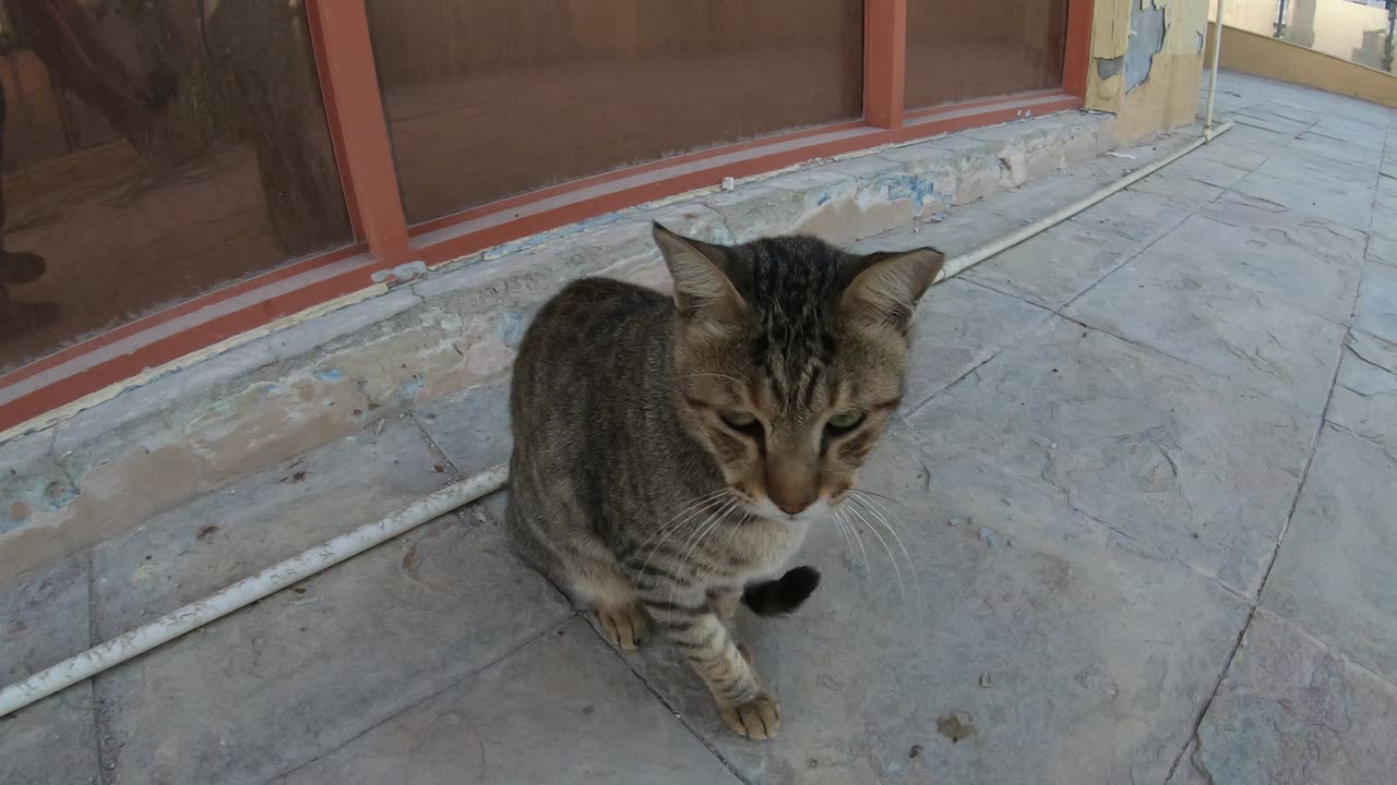 Homeless cats in Ras Al Khaimah UAE: MICHAEL JACKSON & CHRIS MARTIN #ChrisMartin #MichaelJackson #4u