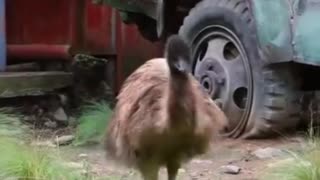 Birds