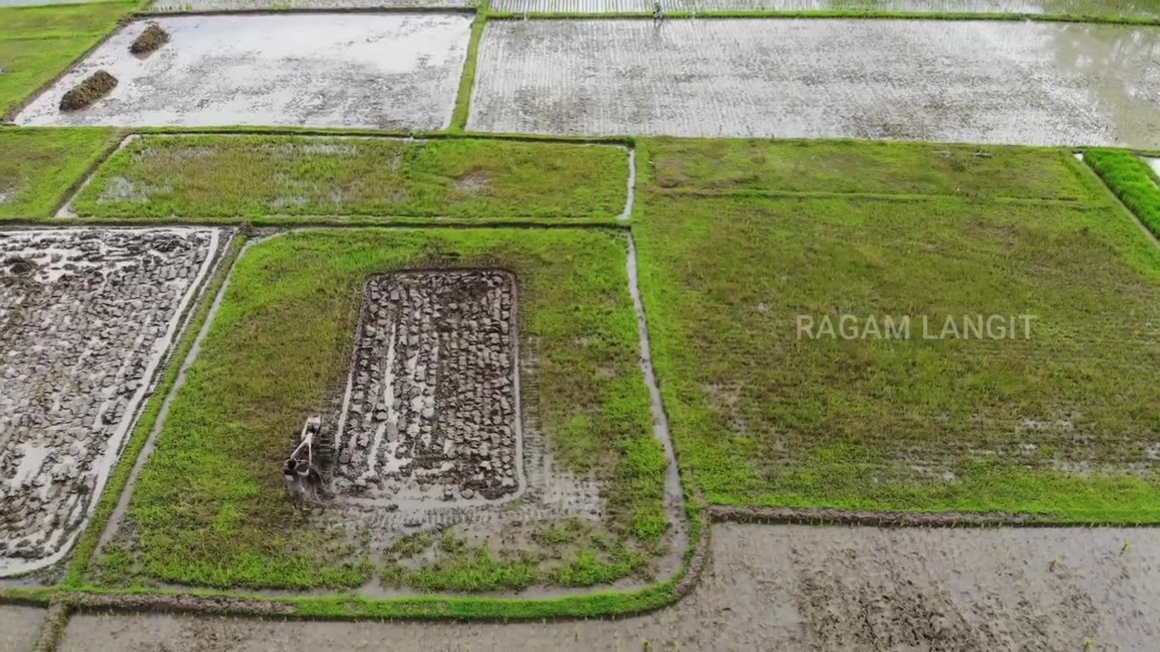 FARMERS ARE GROWING RICE