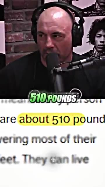 Gorillas VS. Chimpanzee's 😬 ft. Joe Rogan