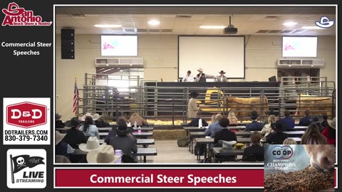 Commercial Steer - Speeches SALE 2025