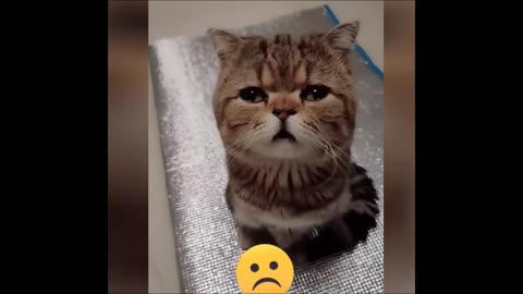 Cute & Funny Animals Videos