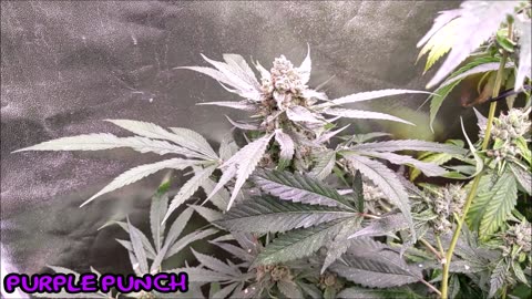 Purple Punch [Clone Only]