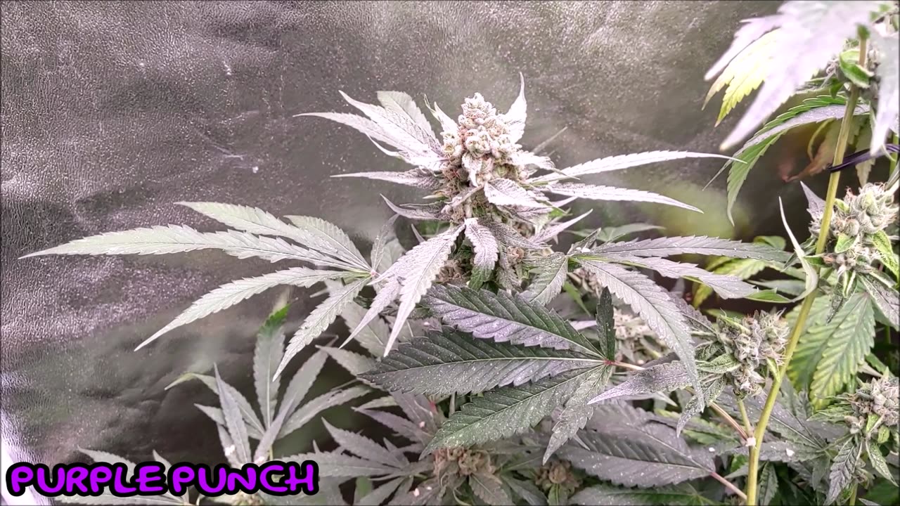 Purple Punch [Clone Only]