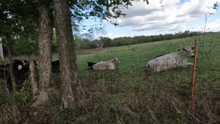 Say Hi to the Beautiful & Fun Cows!