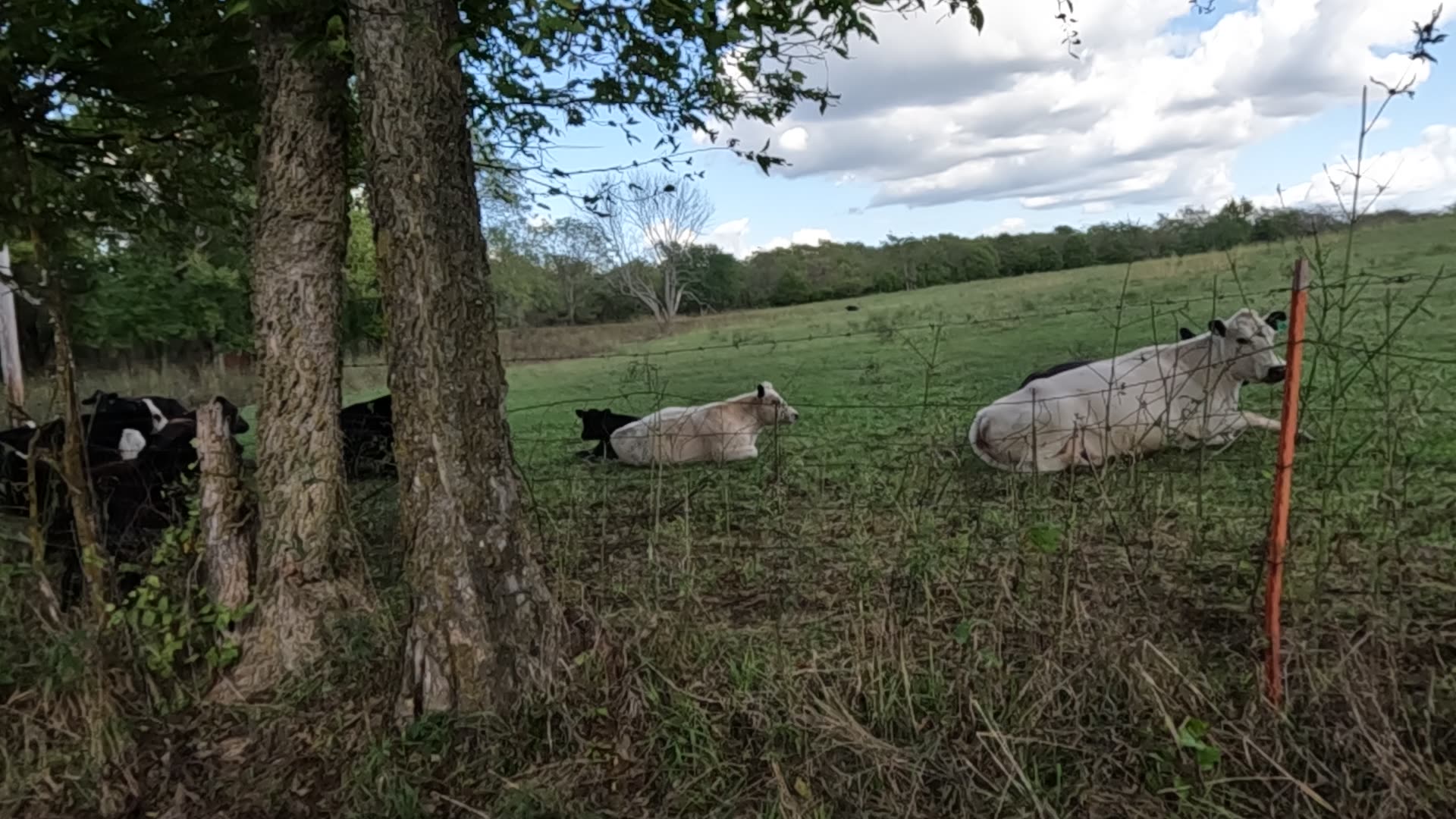 Say Hi to the Beautiful & Fun Cows!