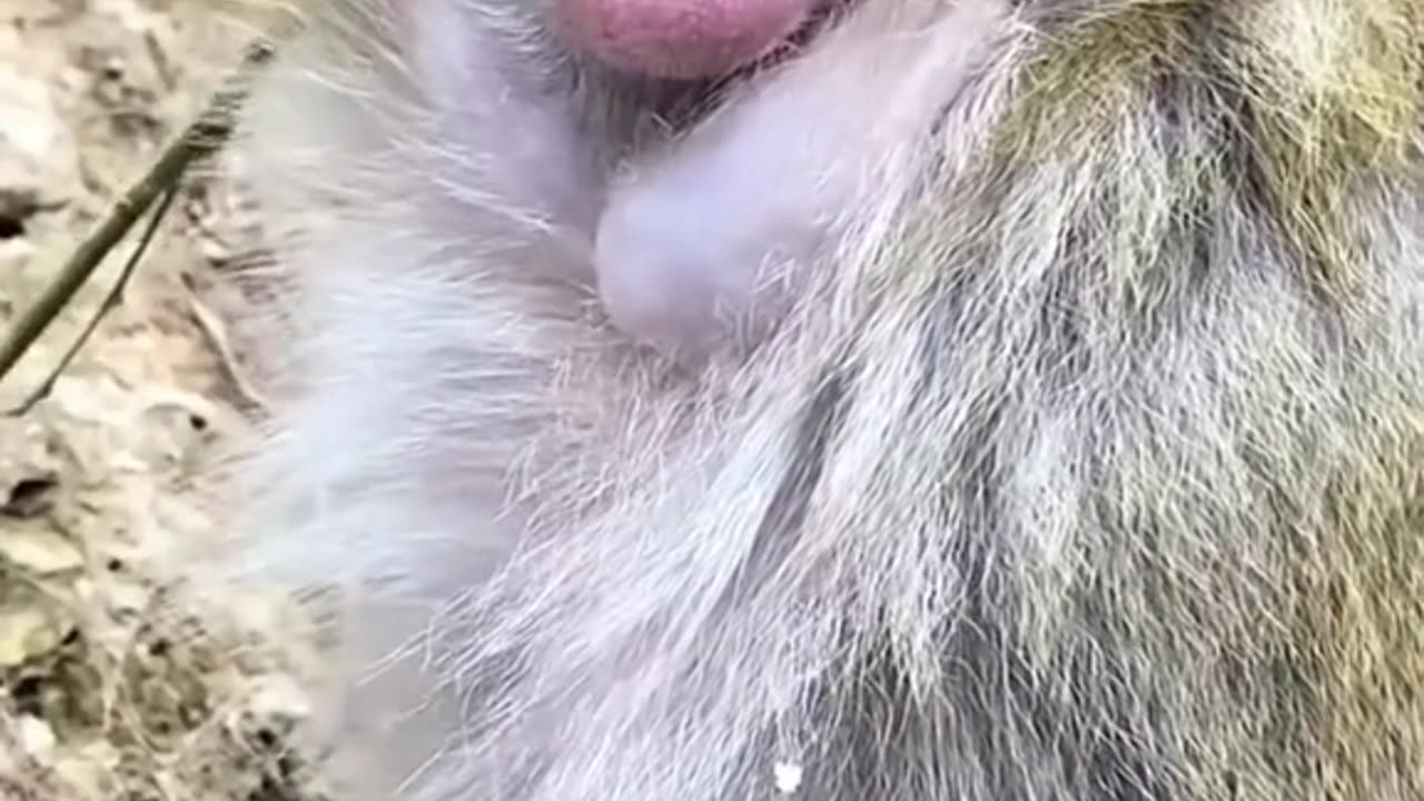 Watch eatch others Monkey 😂😂😂😂 funny animal