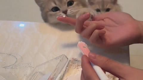 The kitten loves to eat cake.