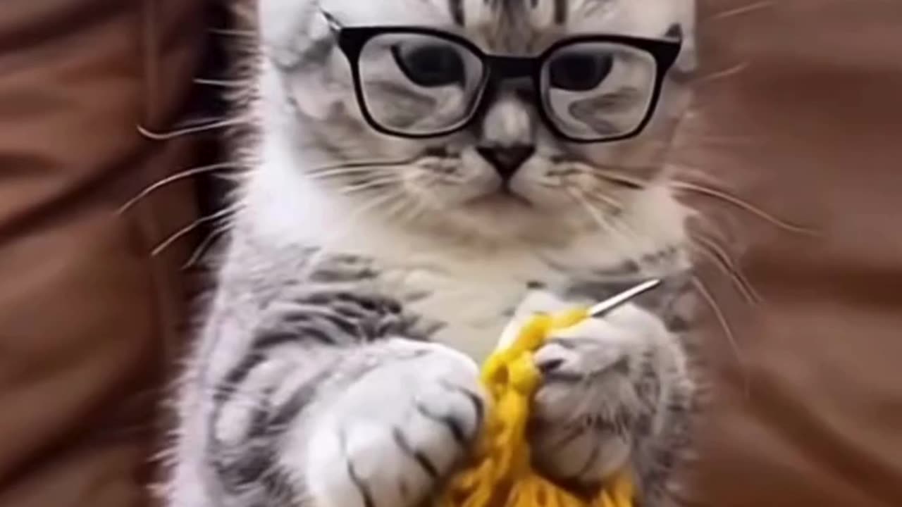 Funny Cat