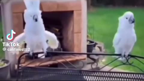 Dancing bird